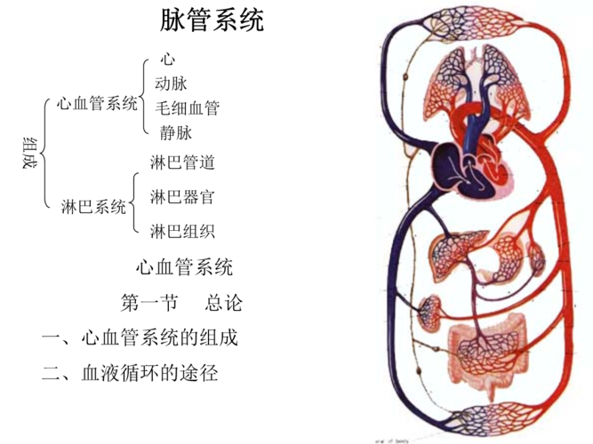 脉管系统.png